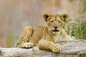 African Lion - cub