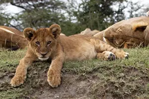 African Lion - cub lying down alert whilst adults are resting - Ndutu area between Serengeti and Ngorongoro - Tanzania
