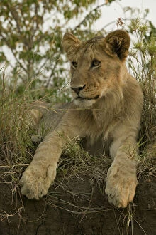 African Lion cub, Panthera leo, posing