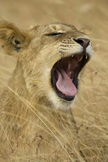 Yawning Gallery: African Lion Cub, Panthera leo, yawning