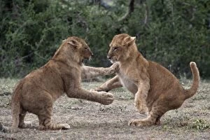 Images Dated 10th February 2011: African Lion - cubs play-fighting