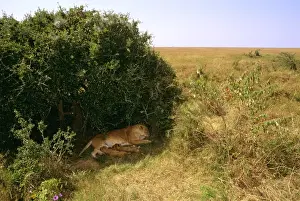 African Lion - cubs suckling sheltering in shade - Masai Mara National Reserve - Kenya JFL07348