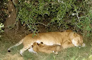 In Shade Prints: African Lion - female with cubs suckling - sheltering in shade - Masai Mara National Reserve - Kenya JFL07350