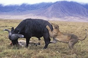 African Lion - females attacking Cape Buffalo