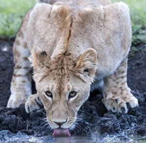 Images Dated 22nd September 2014: African Lion juvenile drinking from water hole