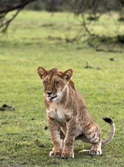 Images Dated 22nd September 2014: African Lion juvenile urinating