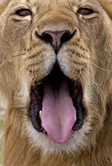 Lionesses Prints: African Lion - lioness with mouth open - Ndutu area between Serengeti and Ngorongoro - Tanzania