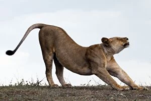 Images Dated 10th February 2011: African Lion - lioness stretching before hunt - Ndutu area between Serengeti