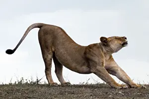 African Lion - lioness stretching before hunt - Ndutu area between Serengeti and Ngorongoro - Tanzania