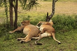 Images Dated 12th February 2011: African Lion - lionesses laying down resting - Ngorongoro Crater Reserve - Serengeti - Tanzania