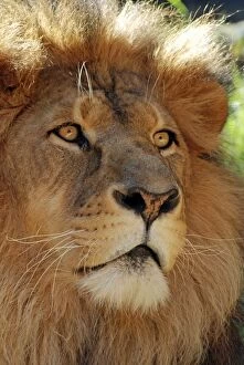 Images Dated 4th August 2012: African Lion - male