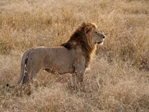 Images Dated 4th August 2012: African Lion - male