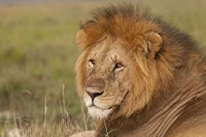 Images Dated 10th January 2011: African Lion - male