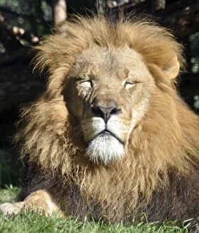 African Lion - male with eyes closed