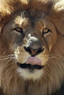 Images Dated 4th August 2012: African Lion - male licking his lips