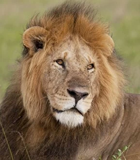 Big Cats Collection: African Lion - male - Masai Mara Game Reserve - Kenya