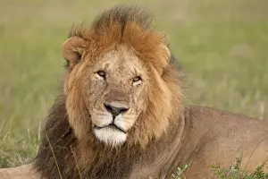 African Lion - male - Masai Mara Game Reserve - Kenya