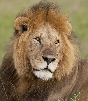 African Lion - male - Masai Mara Game Reserve - Kenya