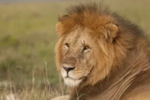 African Lion - male - Masai Mara Game Reserve - Kenya
