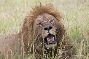 African Lion - male with mouth open - Masai Mara Game Reserve - Kenya