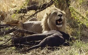African Lion male panting after killing