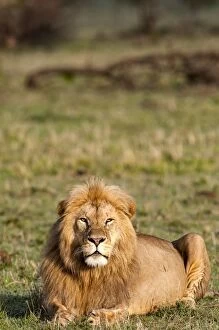 Images Dated 19th October 2014: African Lion male resting on grass