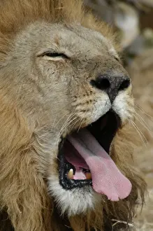 Yawn Prints: African Lion - Male, yawning Okavango delta, Botswana, Africa