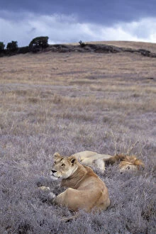 African Lion - mating pair