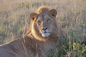 Images Dated 7th January 2009: African Lion - North Mara Reserve Kenya