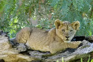 Big Cat Prints: African Lion (Panthera leo)