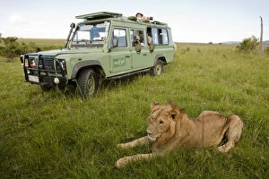 Images Dated 9th February 2010: African Lion, Panthera leo, in front of