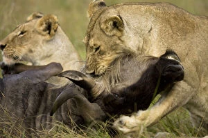 Bite Gallery: African Lion, Panthera leo, choking a gnu