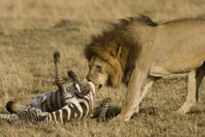African Lion, Panthera leo, dragging zebra
