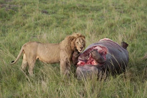 Images Dated 9th February 2010: African Lion, Panthera leo, with a hippo