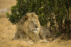 African Lion, Panthera leo, laying down