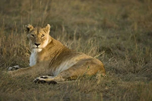 Images Dated 9th February 2010: African Lion, Panthera leo, in the Masai