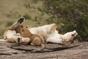 Images Dated 9th February 2010: African Lion, Panthera leo, nursing cubs