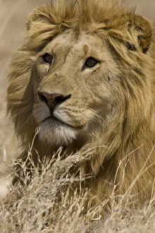 African Lion, Panthera leo, Portrait of