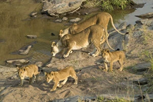 Images Dated 9th February 2010: African Lion, Panthera leo, pride in