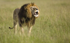 African Lion, Panthera leo, roaring in