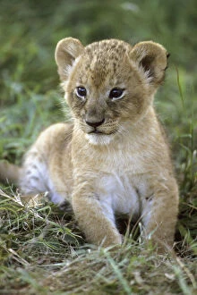 African lion, (Panthera leo), Tanzania