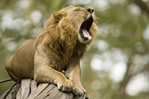 Yawning Gallery: African Lion, Panthera leo, yawning