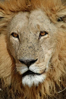 African Lion - Portrait of male