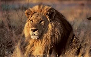 Images Dated 21st October 2015: African Lion scarred pride male awakening at sunset