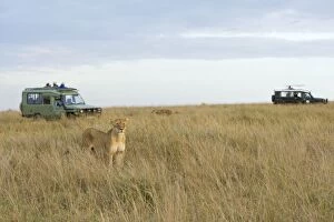 Images Dated 19th August 2008: African Lion - tourists vehicles watching lions