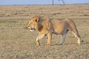 Mara Prints: African Lion - Walking on savannah plains (Note belly after feeding) North Mara Reserve Kenya Africa