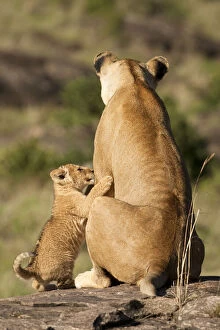 Images Dated 9th February 2010: African Lioness with cub, Panthera leo