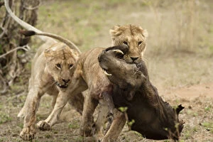 Images Dated 9th February 2010: African Lioness, Panthera leo, with warthog