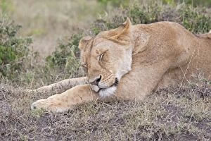 African Lioness - Sleeping