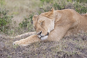 Images Dated 7th January 2009: African Lioness - Sleeping - North Mara Reserve Kenya